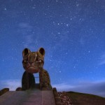 毎年スキューバダイビングを楽しむため沖縄に行きますが、今年は星空の撮影にも時間と体力を割きました。西表島の大原地区にある「ンママキーやまねこパーク」内の巨大なイリオモテヤマネコ型すべり台と一緒に撮影したものです。明け方の空にカシオペヤ座が写っています。