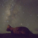 西表島にヤマネコ型のすべり台があることが分かってから、夏の代表的な星座であるさそり座を絡めて撮影したいと考えていました。ヤマネコの背中にさそりが横たわっている構図で、世界中でもここでしか撮れない1枚です。ヤマネコの頭上、いて座付近が天の川銀河の中心方向にあたります。